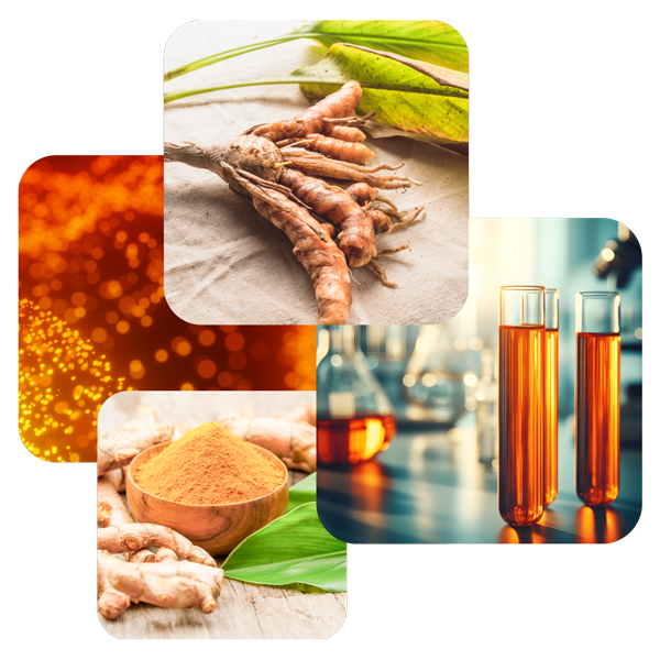 Turmeric root, curcumin powder and lab research